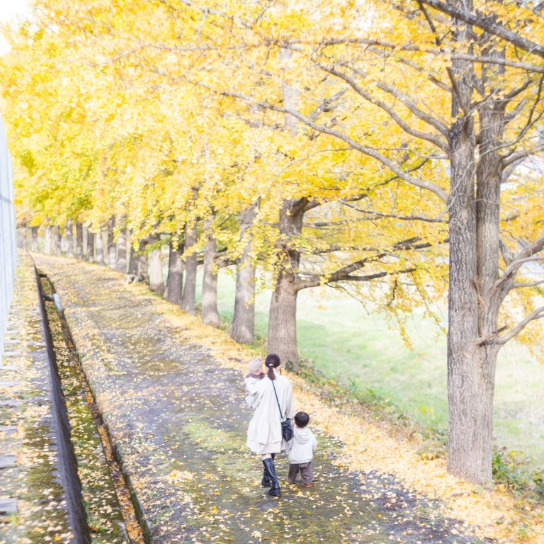 江府町の秋、黄金色に包まれた並木道をお散歩しませんか？