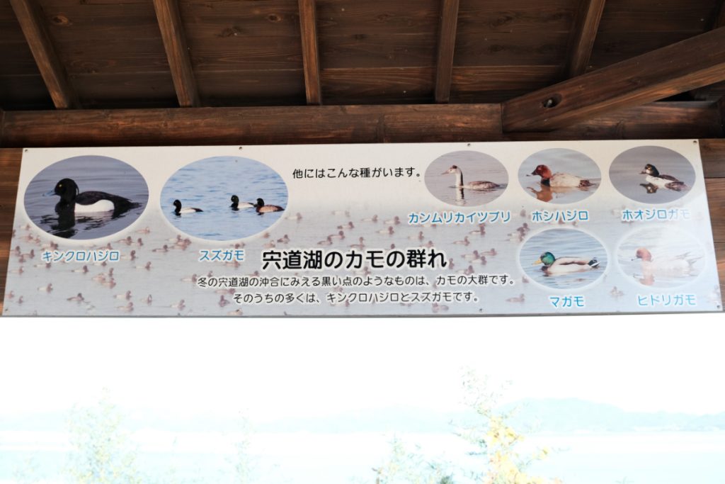 宍道湖ふれあいパーク（鳥ヶ崎）鳥の看板