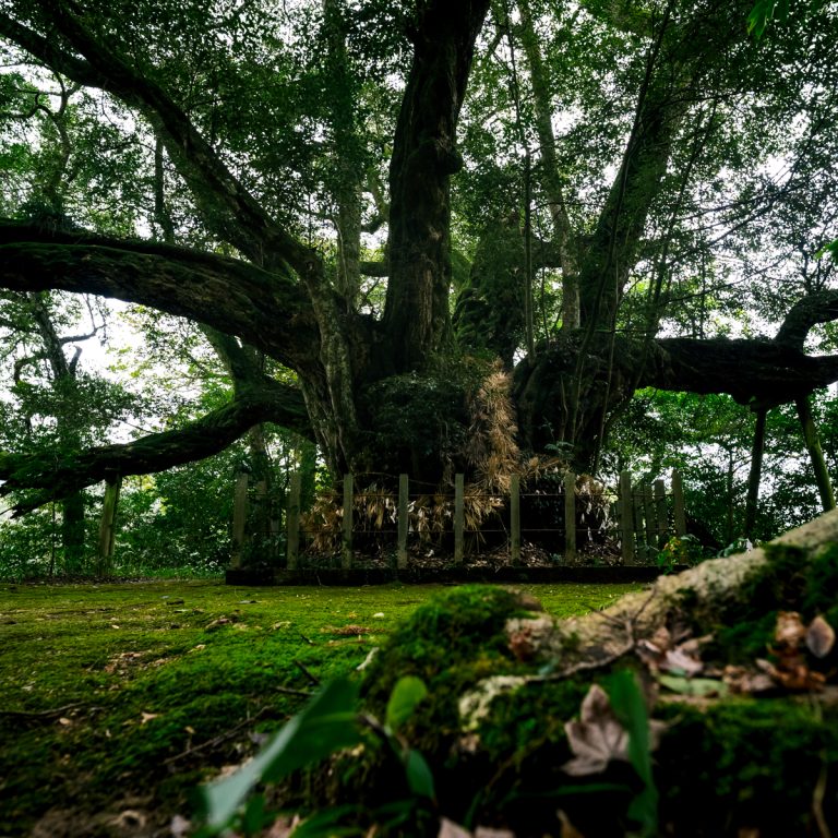 静かな森で巨大神木に出会う「志多備神社」