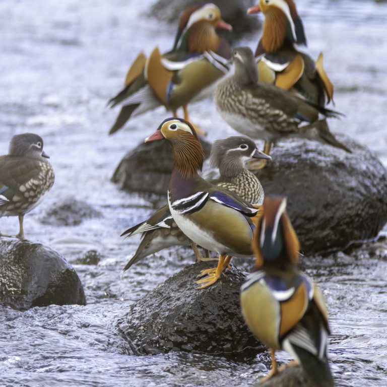 リニューアルした建物で快適な観察を『オシドリ観察小屋』